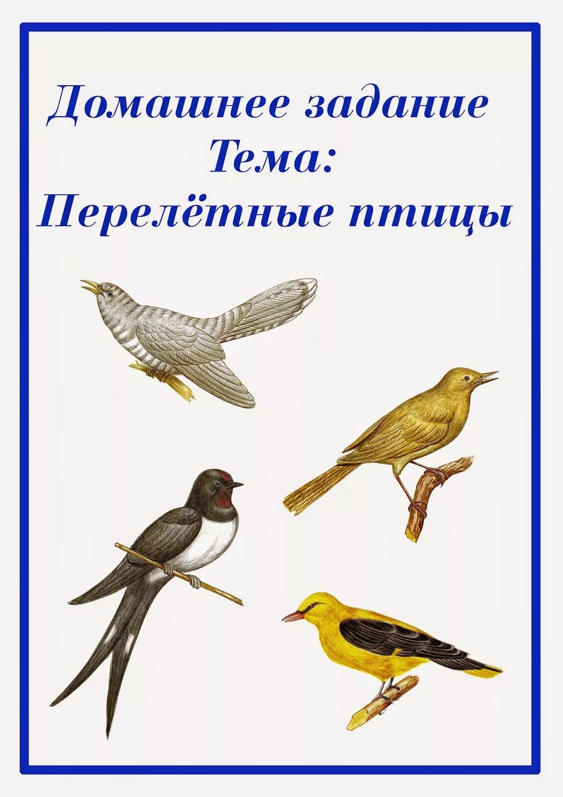 Папка передвижка птицы весной. Перелетные птицы. Тема недели перелетные птицы. Лексическая тема перелетные птицы. Перелетные птицы задания.