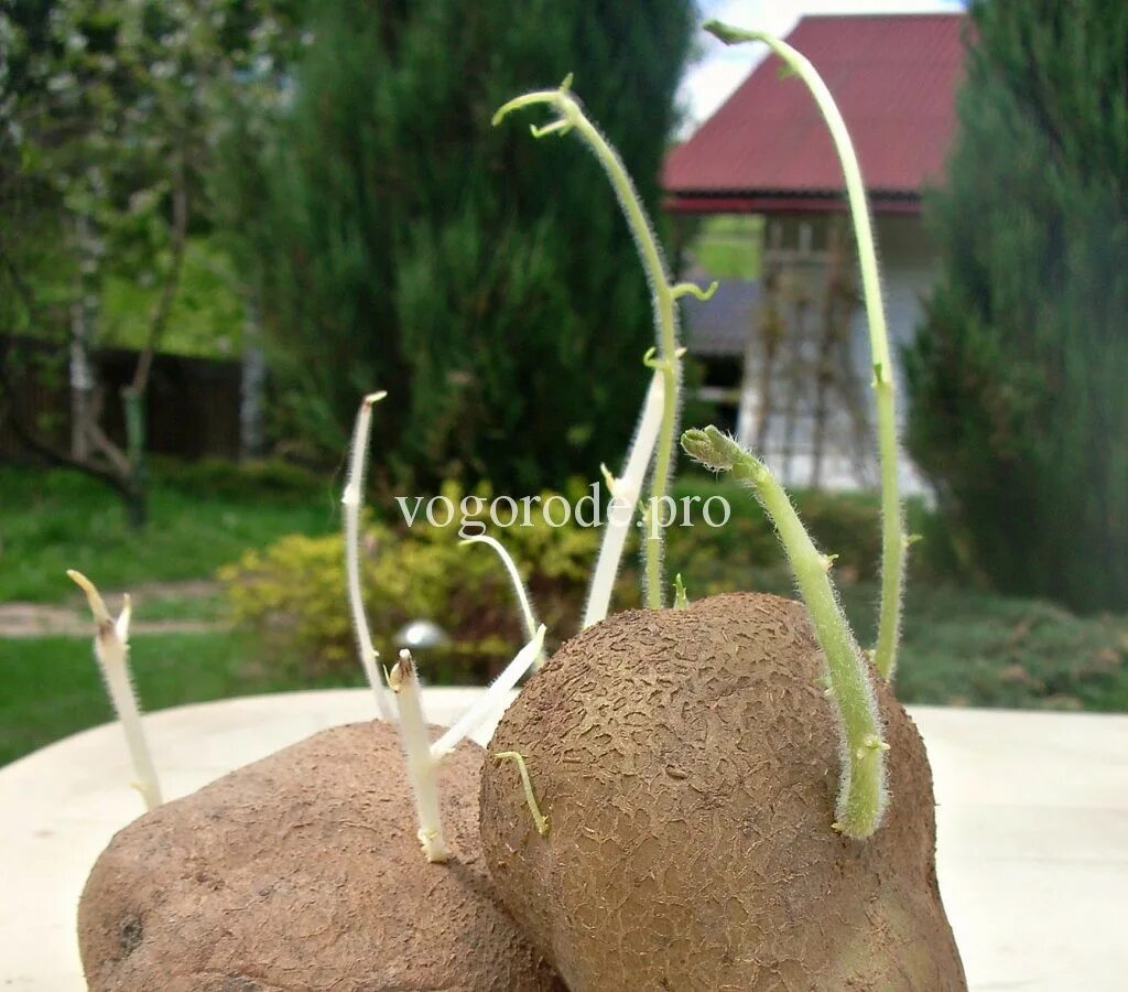 Картошка ростками вниз или вверх. Нитевидность ростков картофеля. Картофель с нитевидными ростками. Длинные ростки картошки. Почернение ростков картофеля.