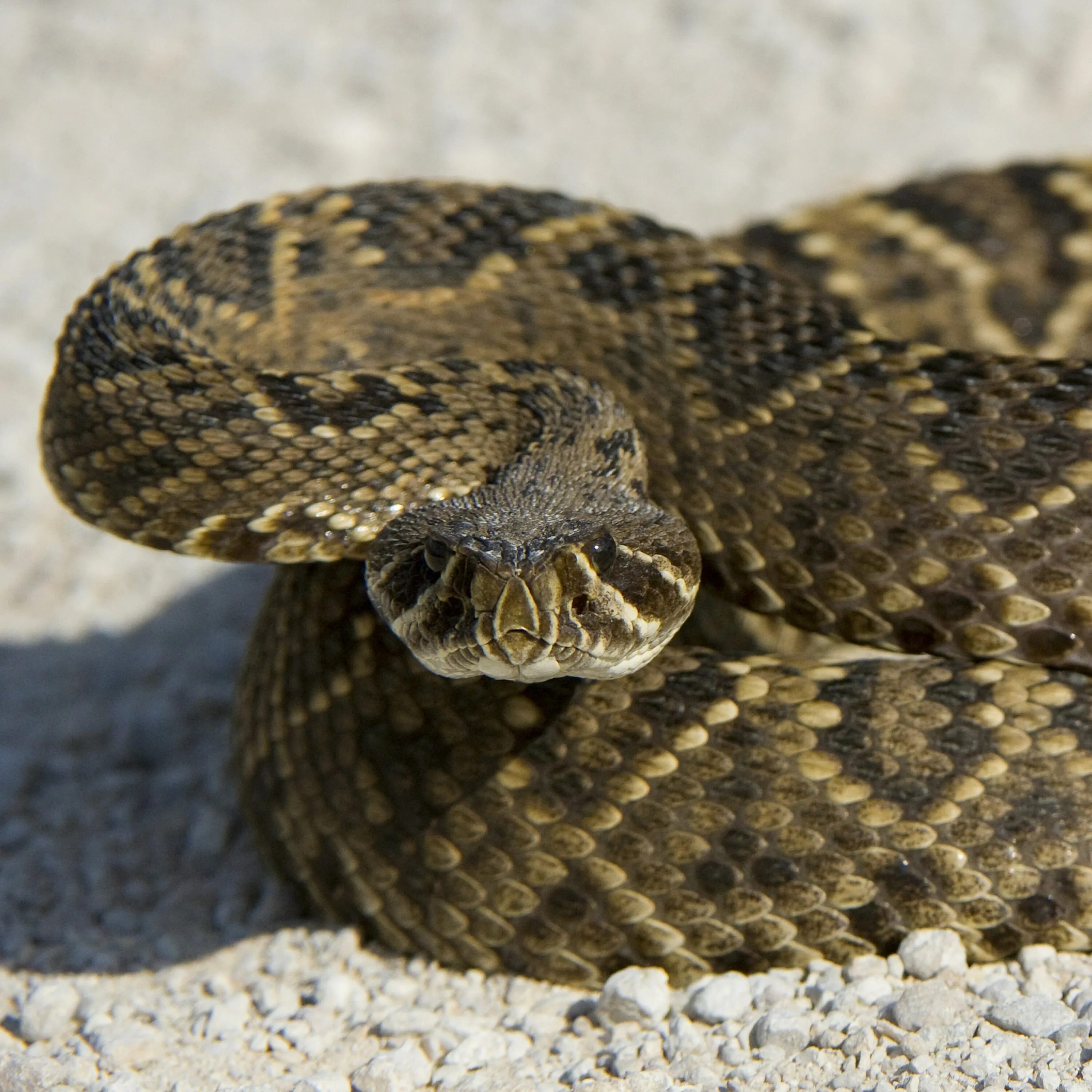 Гремучая змея где. Eastern Diamondback Rattlesnake. Гремучник Василиск. Техасский гремучник. Ромбический гремучник.