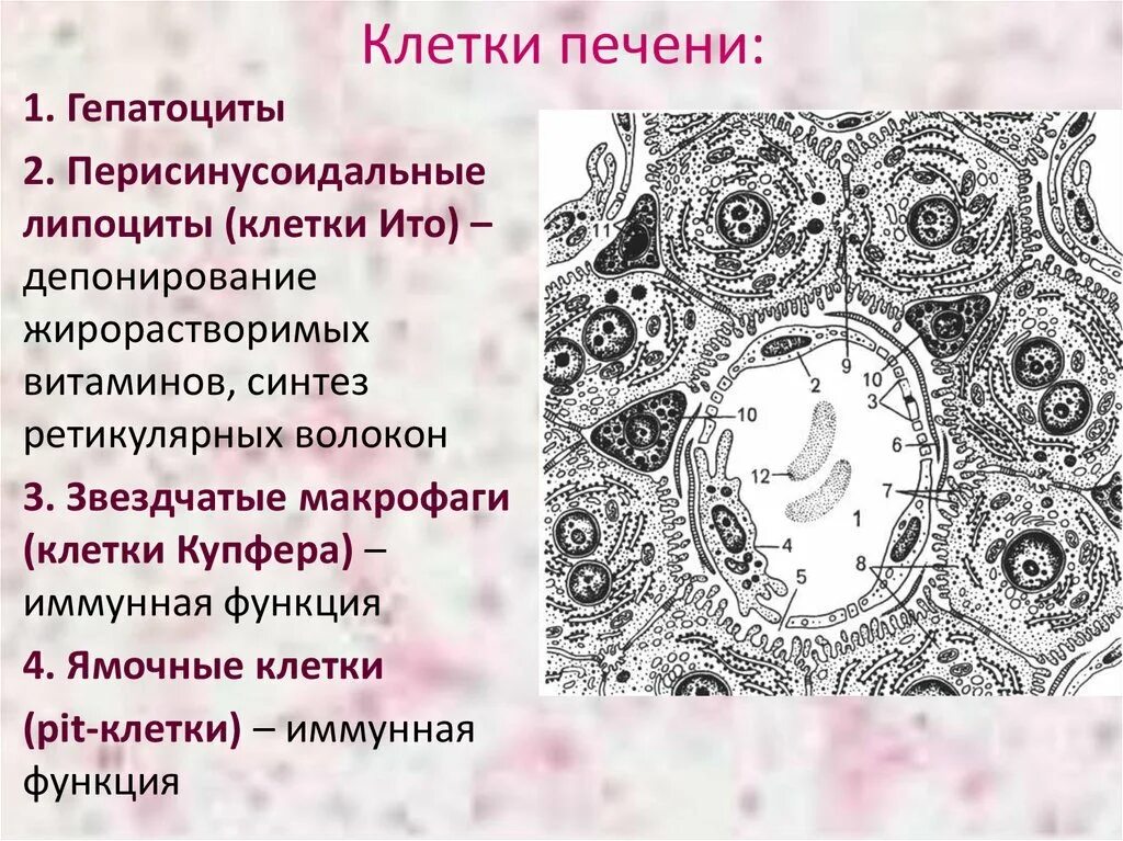 Клетка печени функции. Как называются клетки печени. клетки купфера гепатоцитов гистология. клетки печени гепатоциты клетки купфера клетки ито. клетки купфера в печени функции.