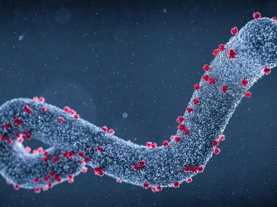 Marburg virus: Guinea reports first-ever case of deadly disease, WHO says