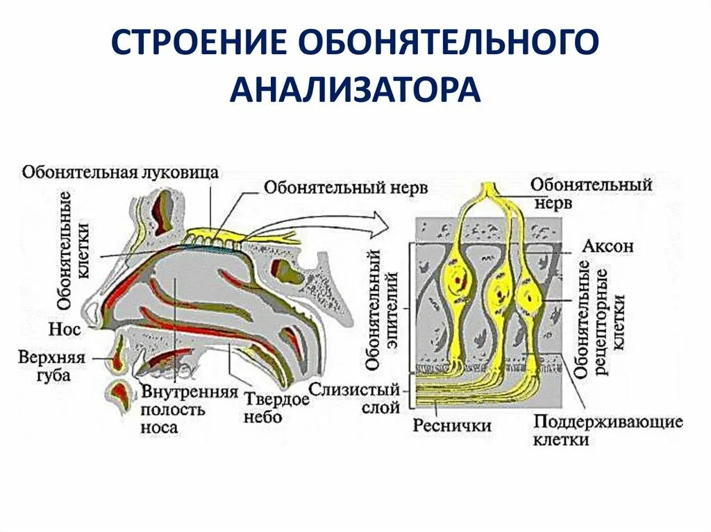 Обонятельный анализатор вкусовой анализатор строение функции. Схема строения обонятельного анализатора. Схема строения анализатора обоняния. Строение периферического отдела обонятельного анализатора.