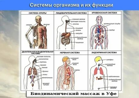 Названия систем организма человека