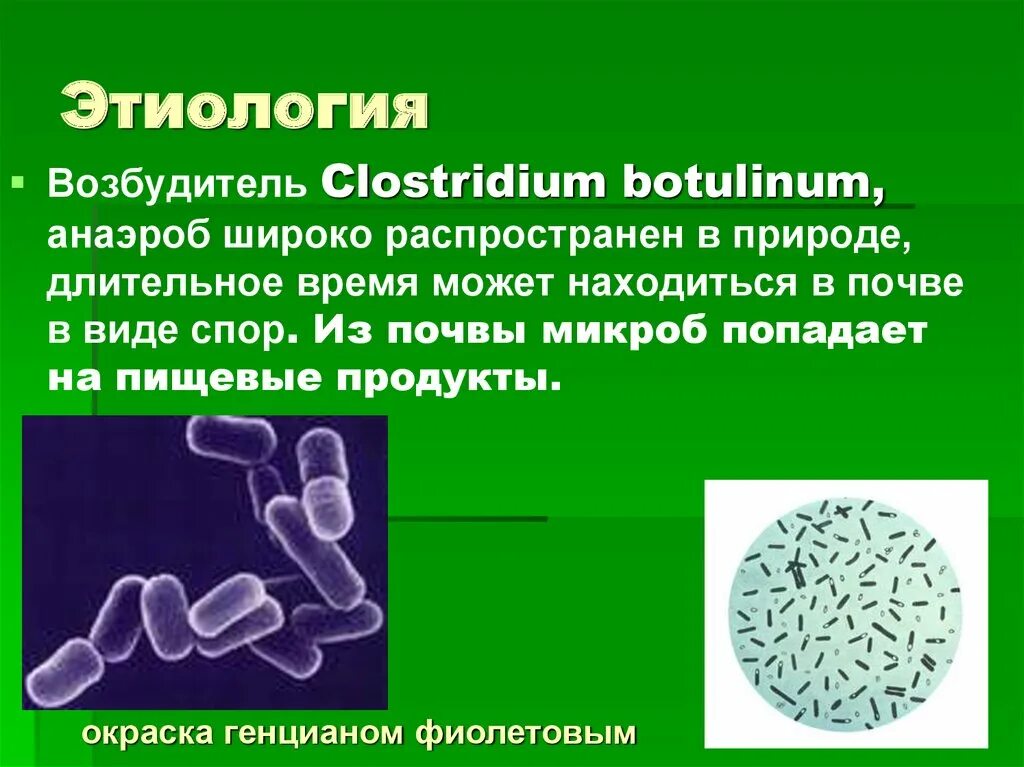 Бактерия ботулизма температура. Клостридии ботулизма ( clostridium botulinum ) ботулизм. бактерии клостридиум. clostridium botulinum заболевания. возбудитель - clostridium botulinum.