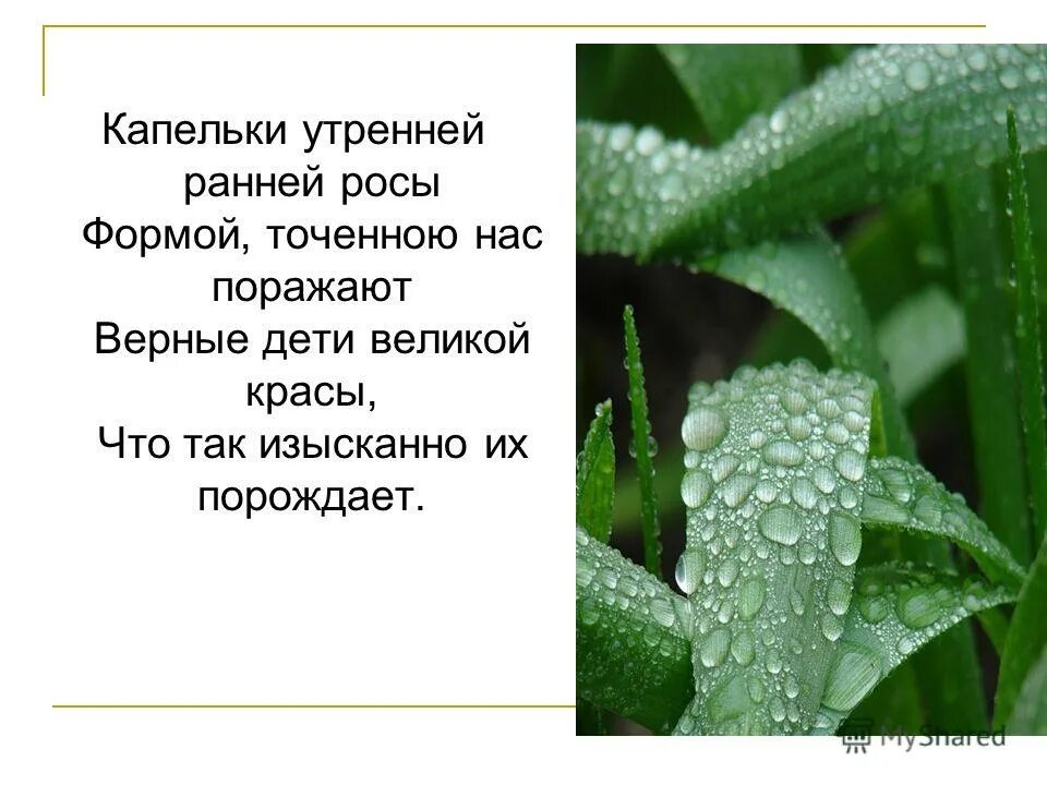 Рано роса. Капли утренней росы светлы чисты текст. Капли утренней росы слова. Роса Бланка. Утро роса.