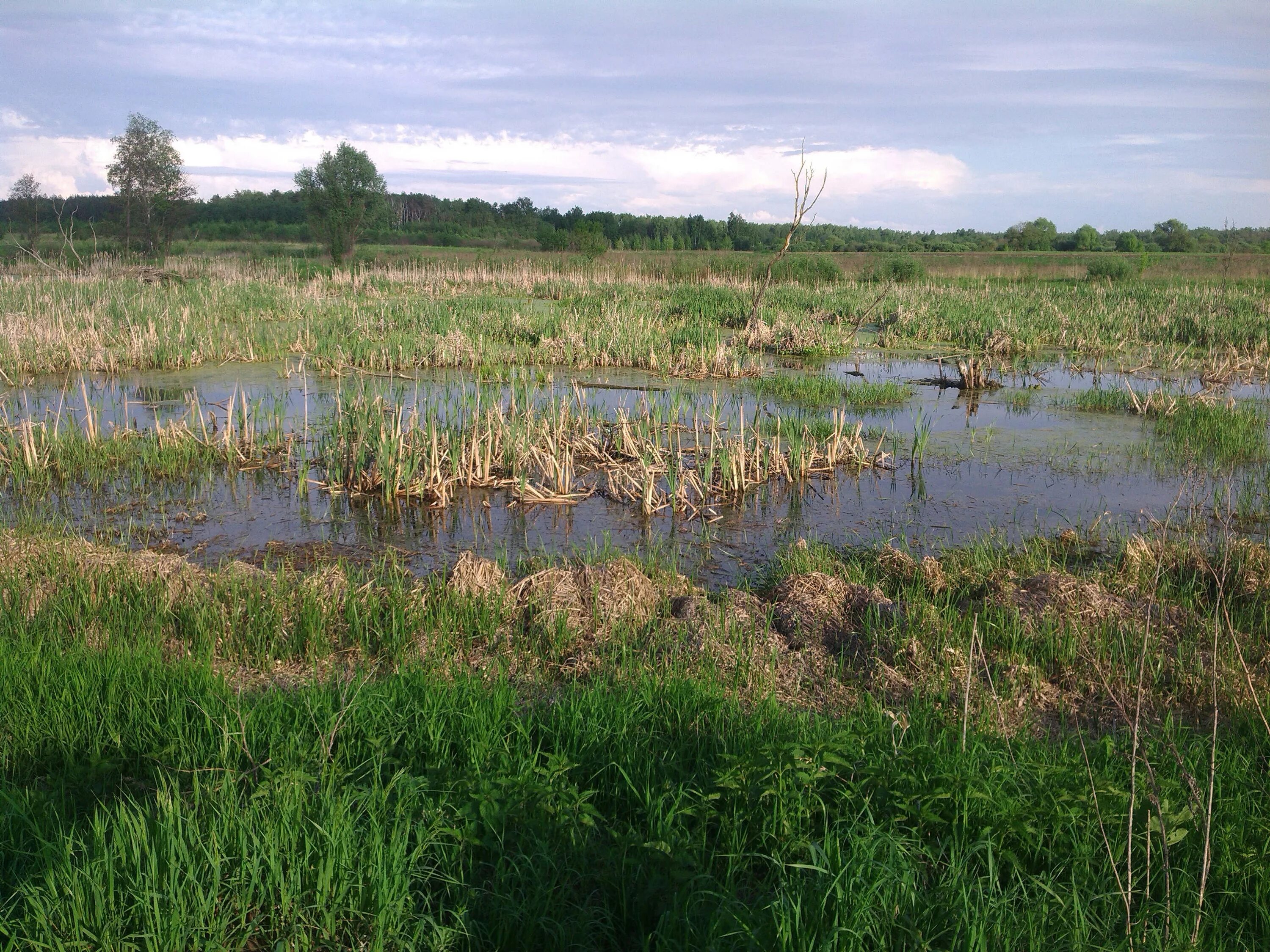 д болотная. низинное болото вологодской области. красковское болото валдай. шалимовское болото. пресноводные болота эверглейдс.