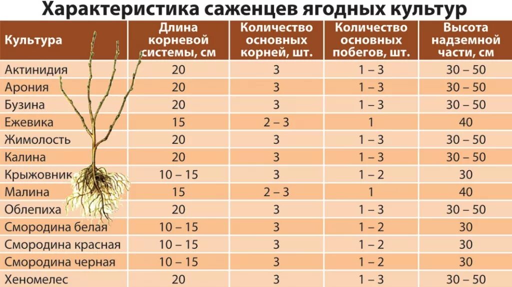 Высота посадочного материала. Корневая система деревьев таблица. Размеры корневой системы плодовых деревьев. Ширина для посадки деревьев. При какой температуре можно пересаживать