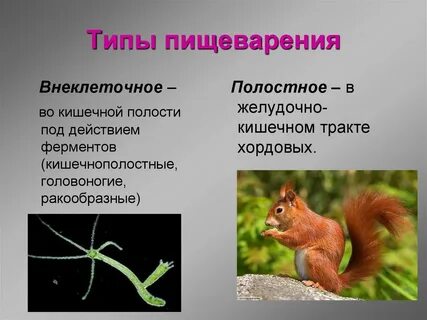 Какие бывают внеклеточные организмы