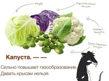 Можно давать крысе виноград