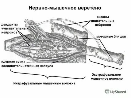 Сухожильные рецепторы являются