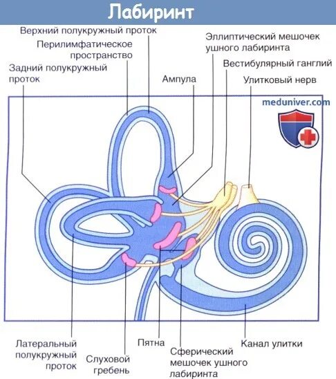 Мешочки и полукружные каналы вестибулярного аппарата. Внутреннее строение вестибулярного аппарата. Путь вестибулярного анализатора анатомия. Лабиринт вестибулярный аппарат. Строение мешочков вестибулярного аппарата.