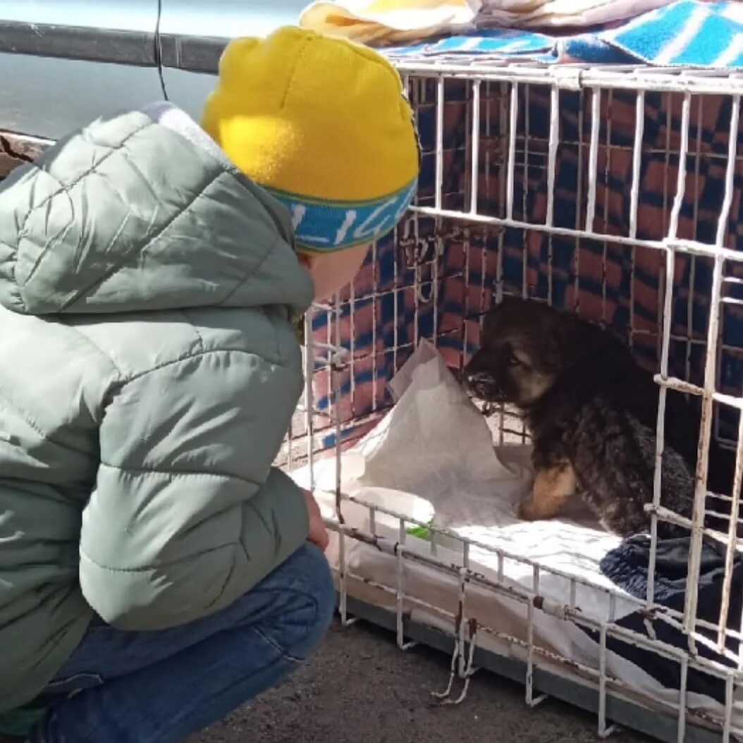 Приют ковчег. Приют Ковчег Калининград. Ковчег приют для животных Калининград. Кошка Маруся в приюте Ковчег в марте 2022г. Джуниор уезжает из приюта гифка.