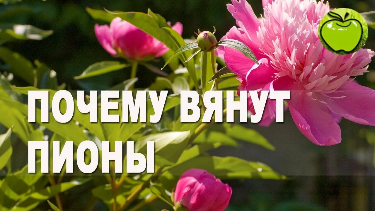 Почему пиона нет бутонов. Поникший пион. увядание бутонов пионов. вялые пионы. пион завял.