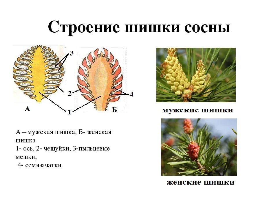 Каково строение голосеменных. Строение мужской и женской шишки сосны. Строение мужской и женской шишки голосеменных растений. Строение мужской и женской шишки голосеменных. Строение мужской шишки сосны обыкновенной.