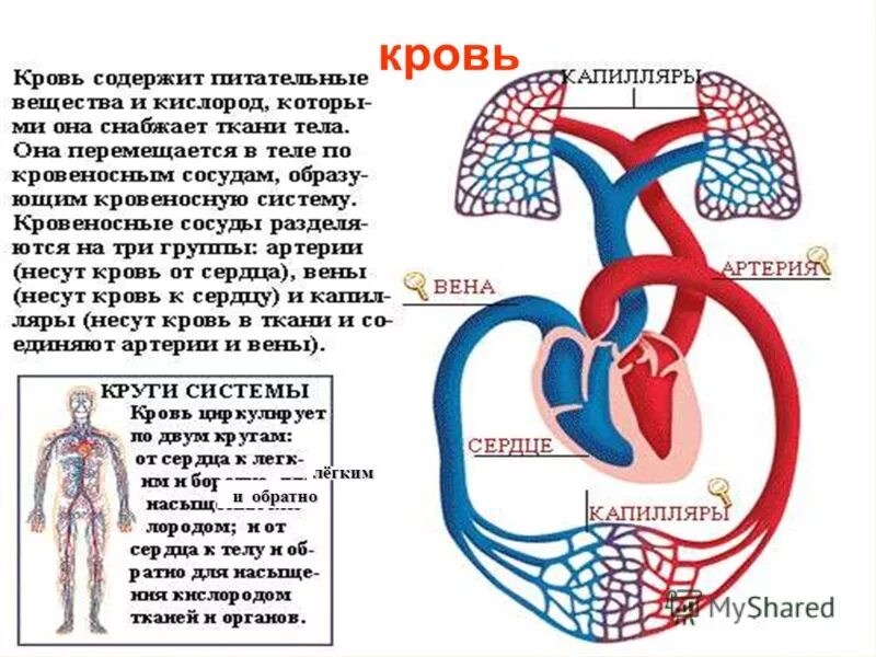 В легкие птиц поступает кровь. Кровь движется от сердца. Схемы артериального кровообращения органов. Сосуды по которым кровь движется от сердца. Колвь движется от сердце.