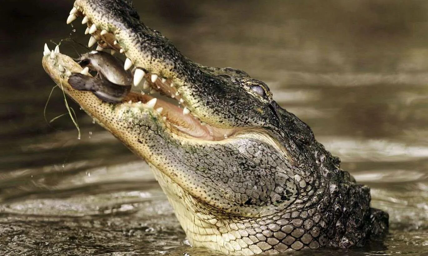 Большая крокодила где послушать. Нильский крокодил. Гребнистый крокодил. Гребнистый крокодил и Аллигатор. Нильский Аллигатор.