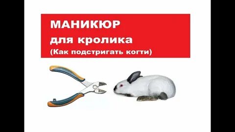 Как подстригать когти кролику декоративному