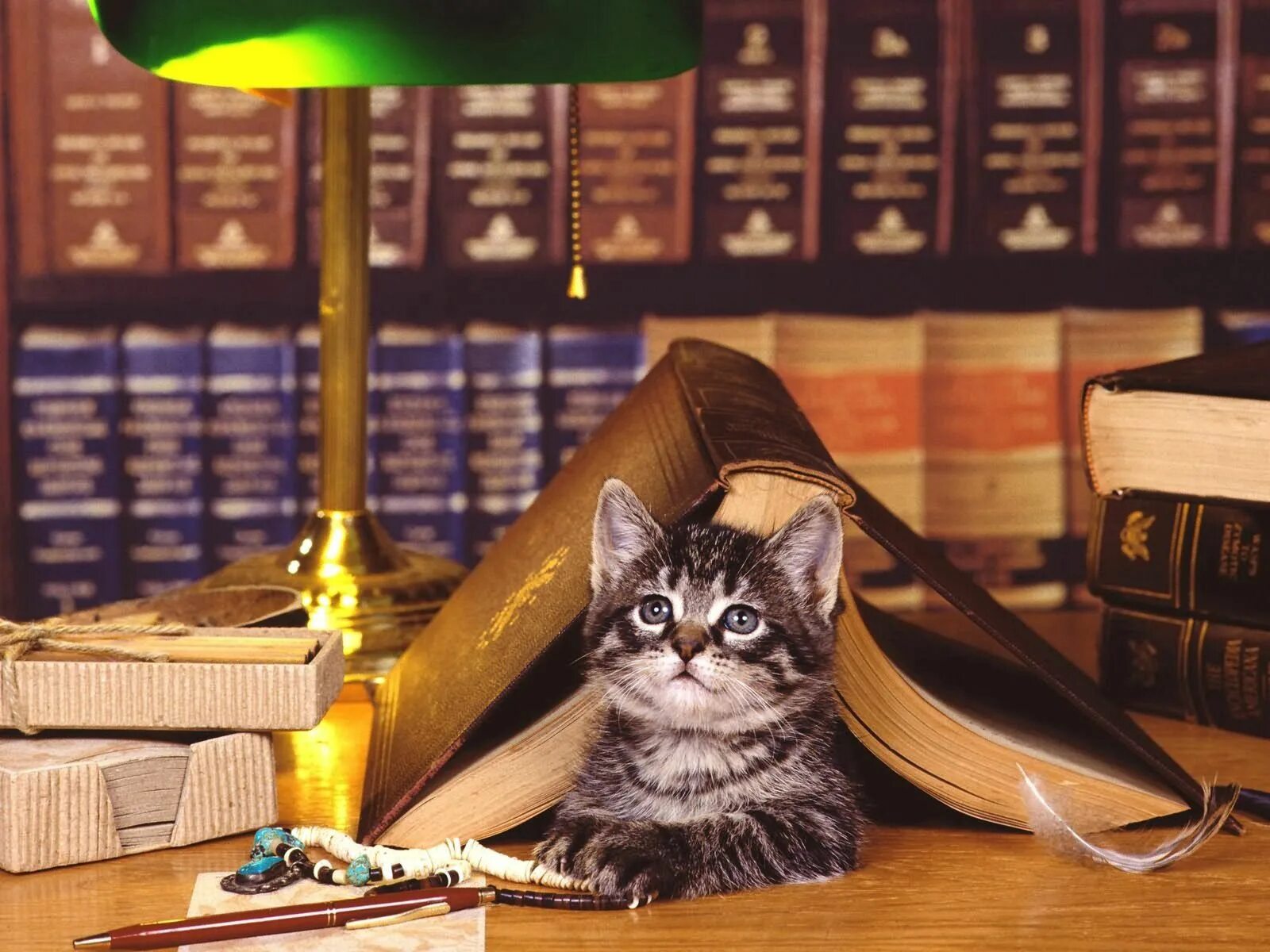 Кошка с книжкой. Книги про кошек. Умный кот. Кот в библиотеке. Рабочий день библиотеки