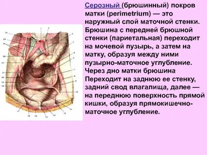 Брюшина матки