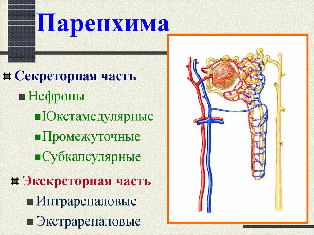 Паренхима что это значит. Паренхима. паренхиму. паренхима у человека. паренхима это в медицине.