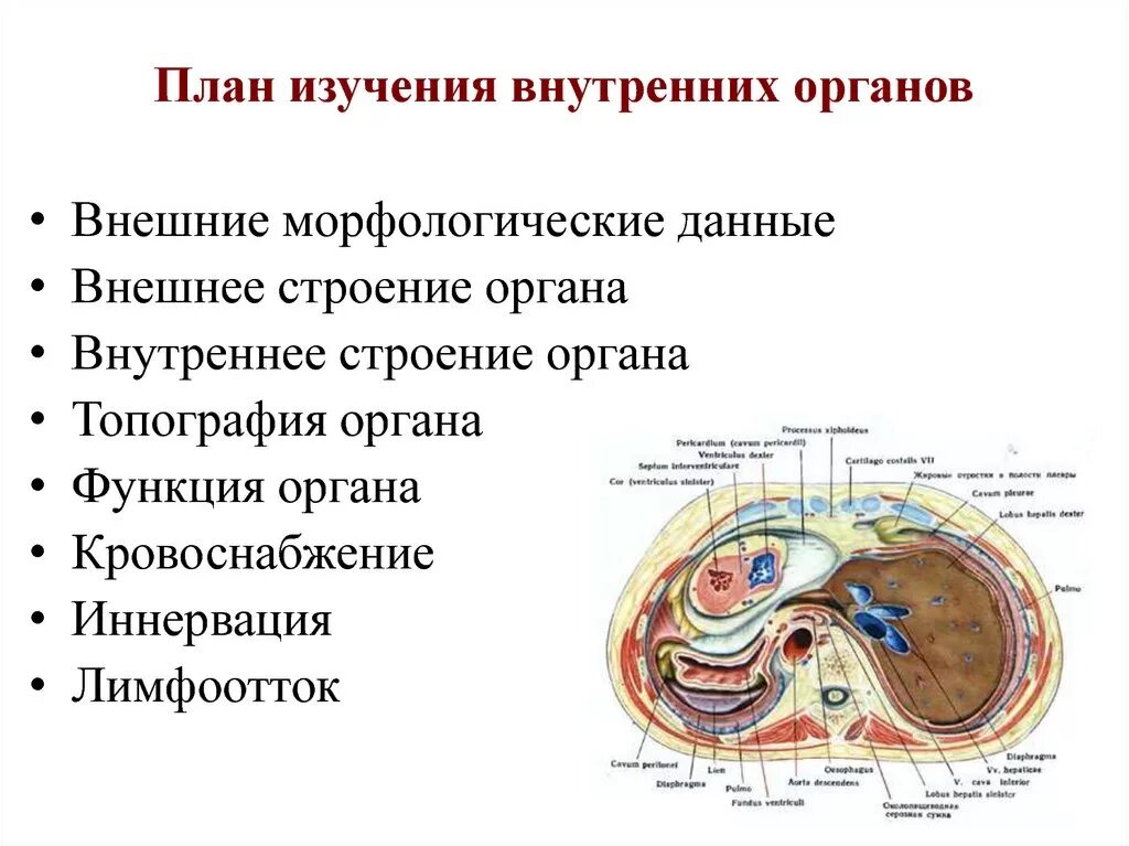 Физиология изучает внутреннее строение животных. План изучения. органный- изучает органы. исследование внутренних органов. функционирования внутренних органов изучает.