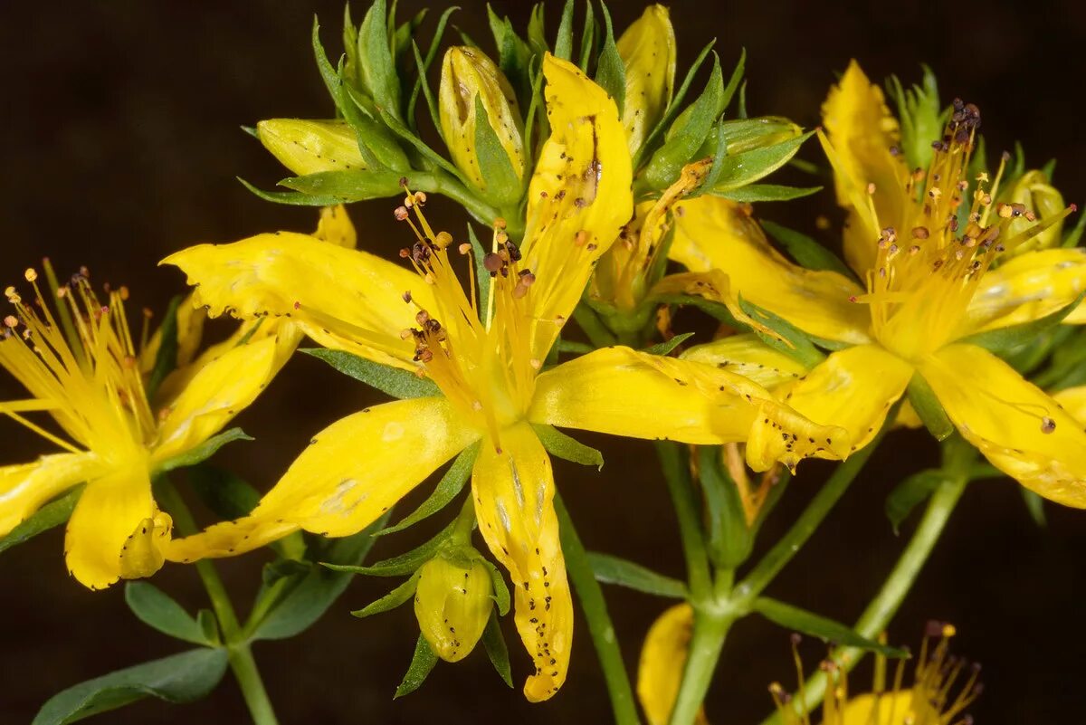 Зверобой продырявленный (обыкновенный). Зверобой продырявленный (Hypericum perforatum). Зверобой продырявленный Hypericum perforatum l.. Зверобой четырёхкрылый. Листья травы зверобой