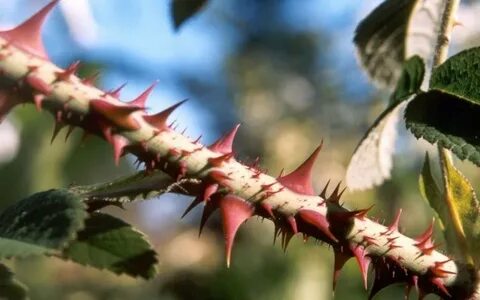 Rose thorns