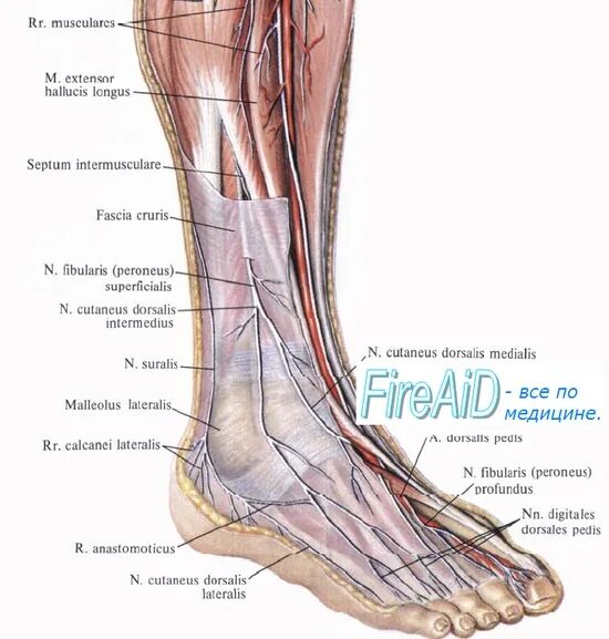 Малоберцовый нерв стопа. Перонеус суперфициалис. N Tibialis и n peroneus Profundus. Peroneus Profundus нерв. Peroneus superficialis.