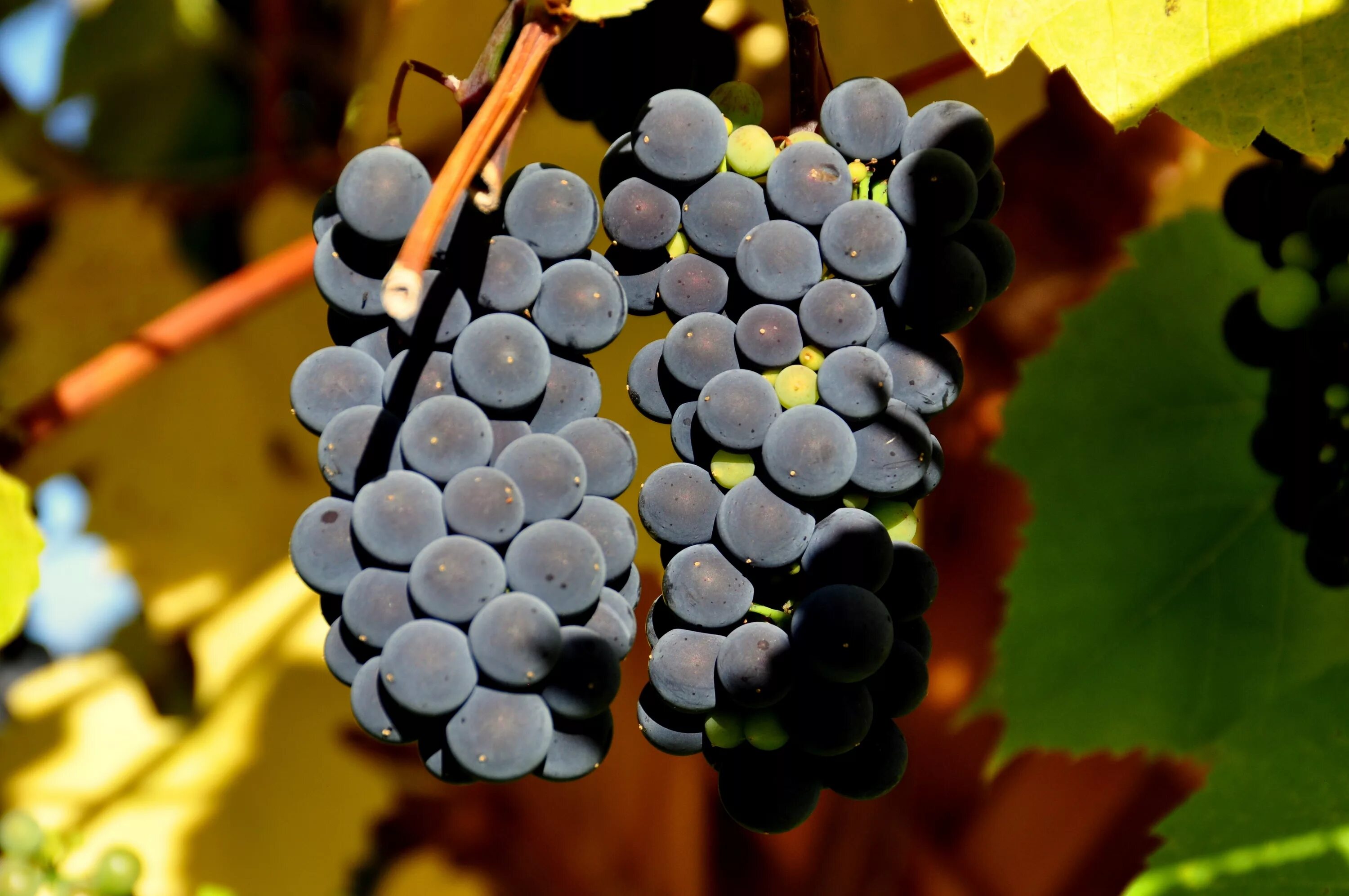 Какой виноград красного вина. Шираз сорт винограда. Темпранильо сорт винограда. Шираз сорт винограда Австралия.