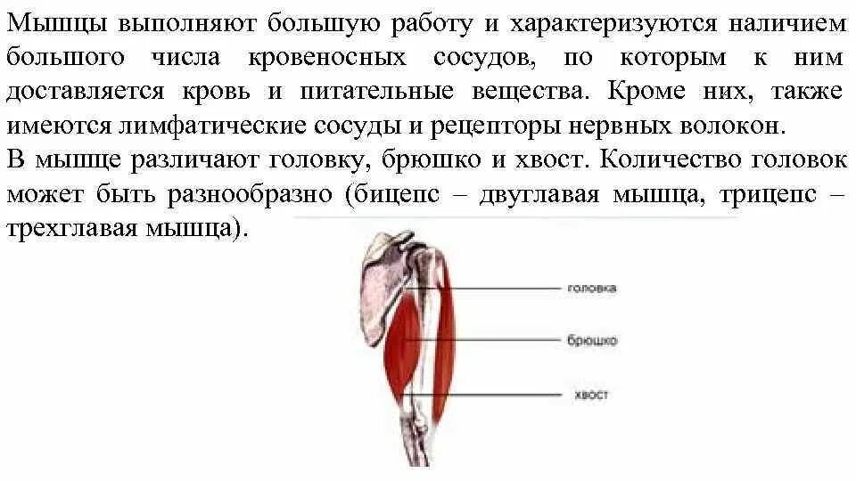 Питательные вещества мышц. Какую работу выполняют мышцы. крови выполнения мышц. питательные вещества в мышцах. головка брюшко и хвост мышцы.