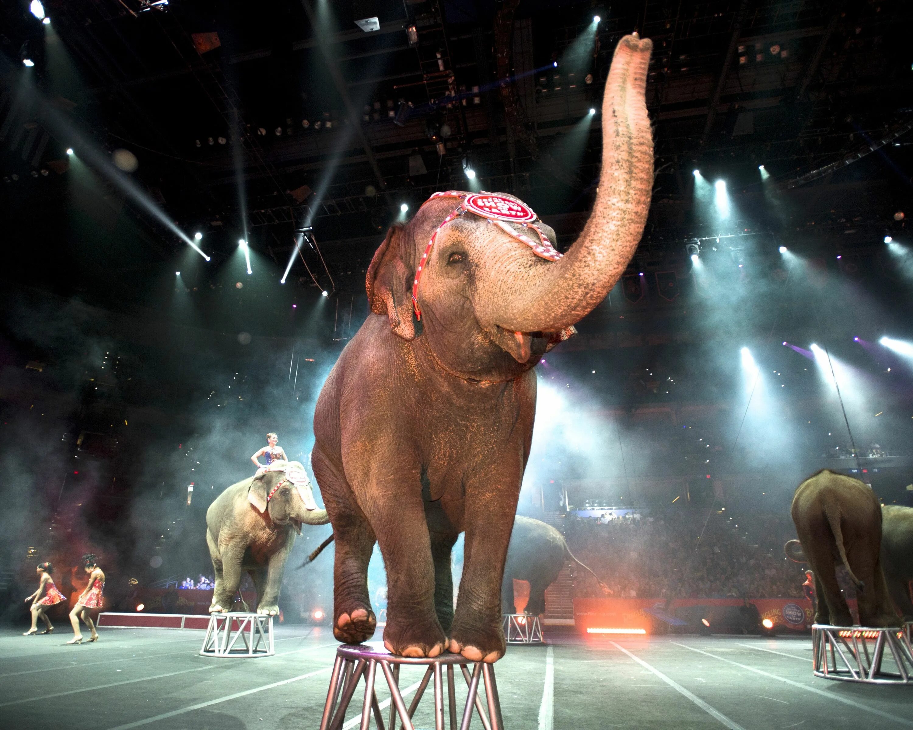 Цирковые животные. Цирковые слоны. Слон в цирке. Слон на арене цирка. Включи игры удивительный цирк