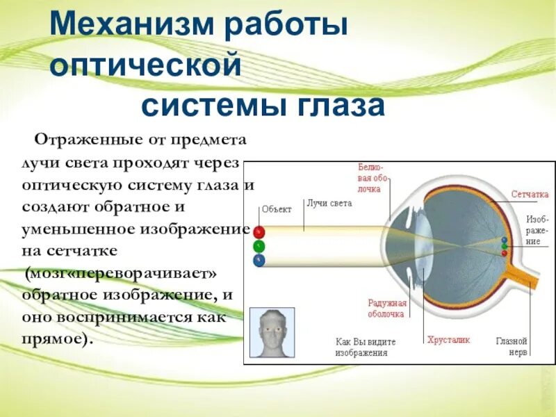 Последовательность прохождения луча света в глазном. Строение оптической системы глаза. Схема оптической системы глаза. Оптическое строение глаза. Компоненты оптической системы глаза.