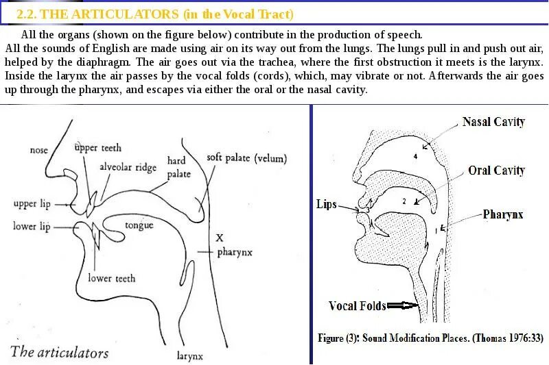Passive organs of speech. Articulatory aspect of the english speech sounds. organs of articulation. articulatory phonetics. organs of speech. organs of speech in phonetics.