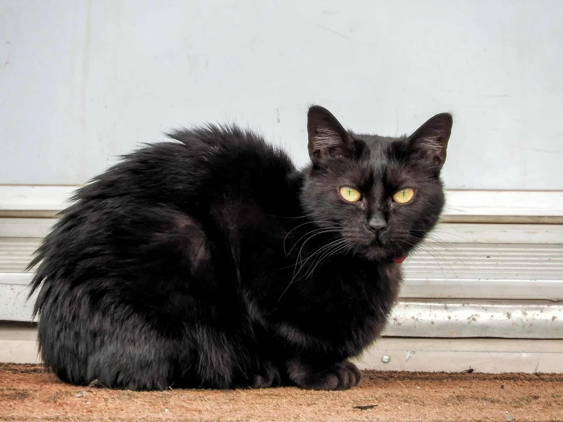 Public chats. Черная кошка с коротким хвостом. Черные круглые коты с хвостом. Заниженный кот. Заниженный кот порода.