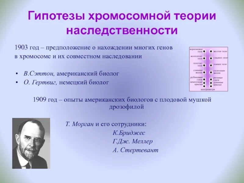 Положениями хромосомной теории наследственности является. Теория Моргана. Хромосомная теория наследственности. Хромосомная теория насл. Автор хромосомной теории наследственности.