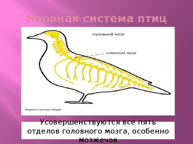 Нервная система птиц. Органы нервной системы птиц. Строение нервной системы птиц. Класс птицы нервная система.