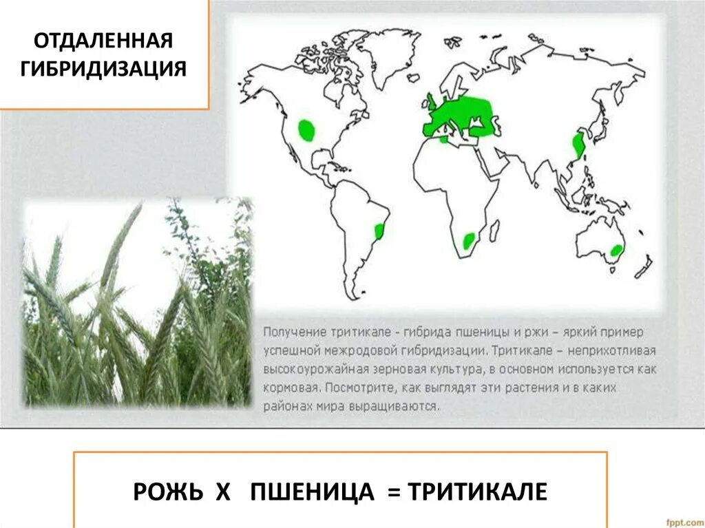 Гибридизация культур. Отдаленная гибридизация тритикале. Селекция растений карта. Отдаленная гибридизация растений презентация. Отдаленная гибридизация примеры.