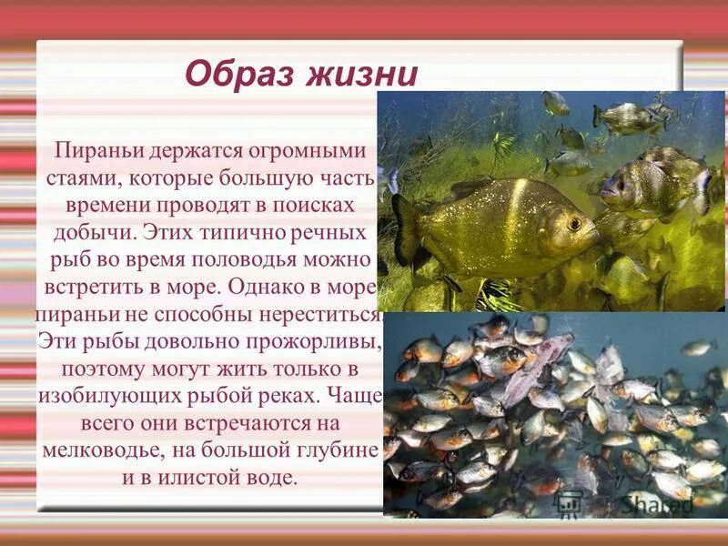 Прикрепленный образ жизни что это. Образ жизни рыб. Рыбы обитающие в воде. Среда обитания рыб. Доклад про пиранью.