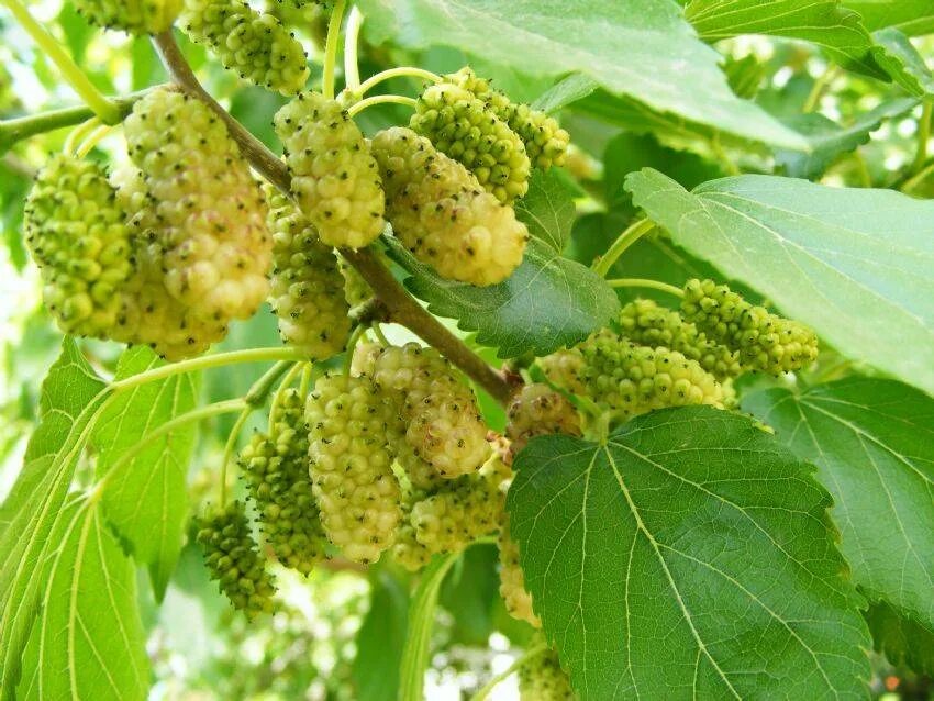 Какие сорта шелковицы