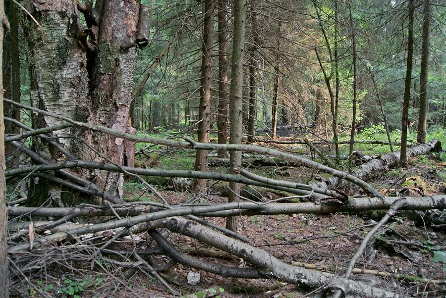 помните каким шумным был подмосковный лес