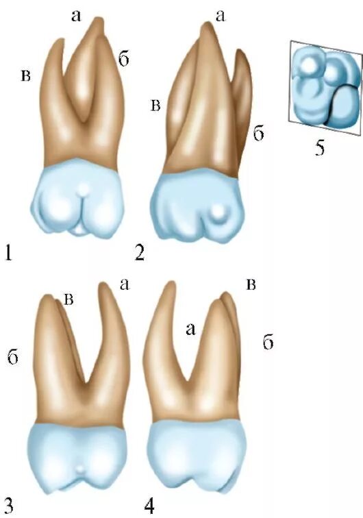 Первый моляр верхней челюсти. 1 моляр верхней челюсти анатомия. Первый молярмоляр верхней челюсти. 1 моляр нижней челюсти анатомия. 1 нижний моляр анатомия.