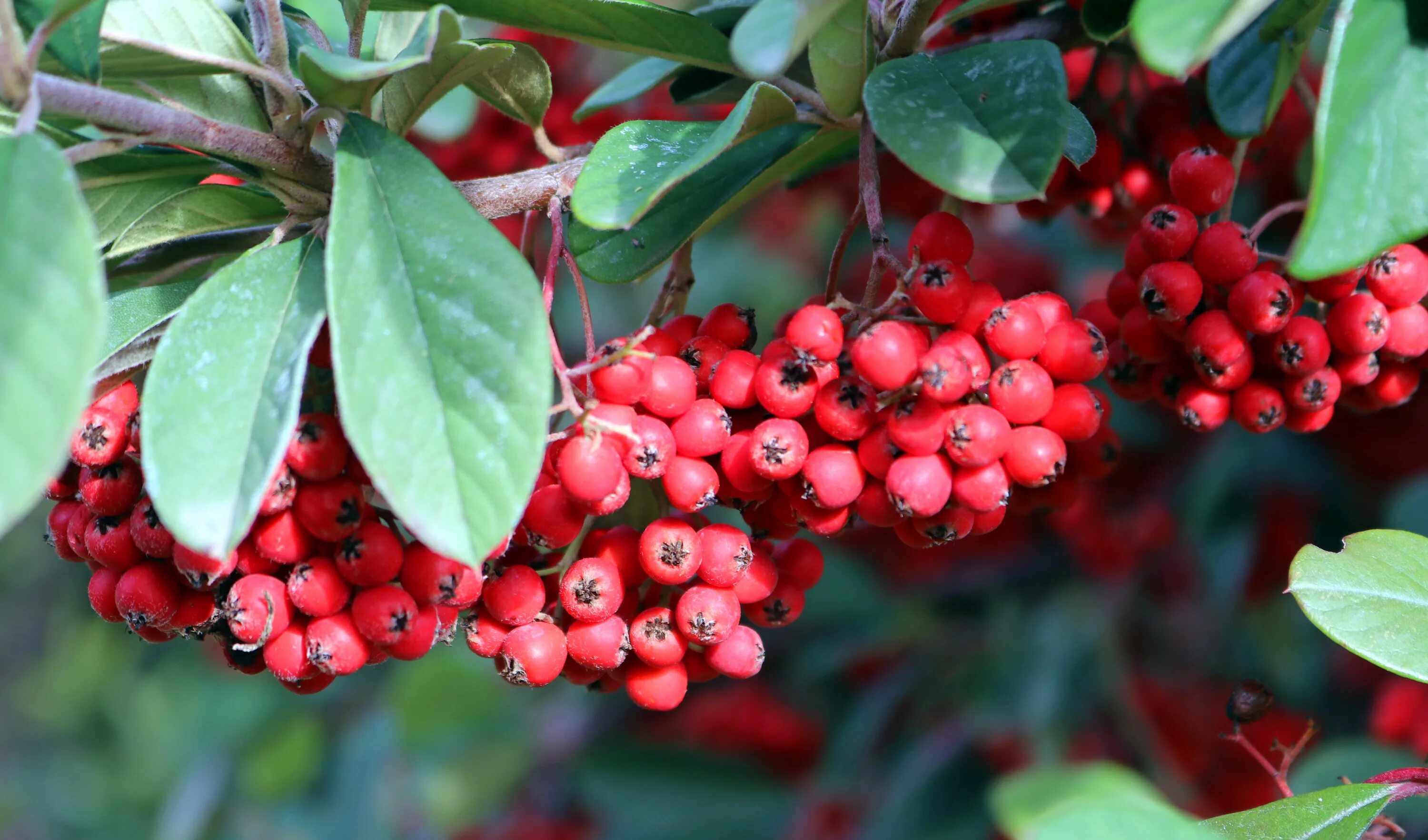 Pin by Florencia Agustina on Botanica 2 Bush seeds, Shrubs, Seeds
