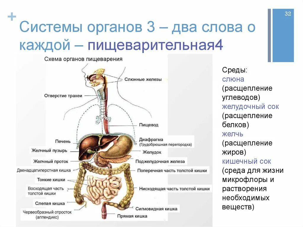 Органы желудок кишечник печень. Строение человека внутренние органы пищеварительная система. Строение пищеварительной системы человека схема схема. Структура пищеварительной системы схема. Строение органов пищеварения пищеварительная система.