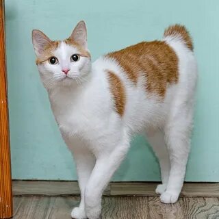 Окрас японский