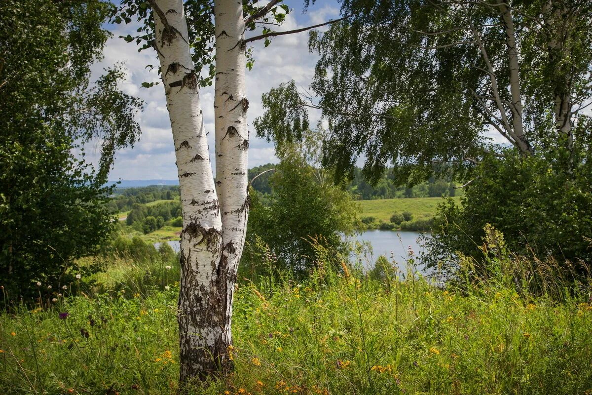 Березка рф. Российские просторы березы Есенин. Береза Кузбасса. Россия просторы Березки. Родные просторы Березки.