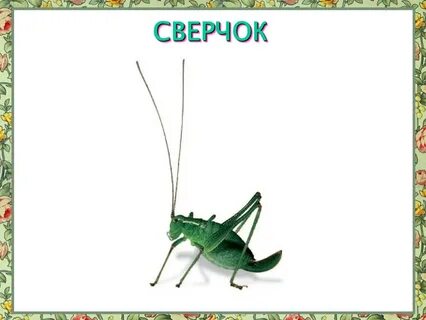 Бунин сверчок