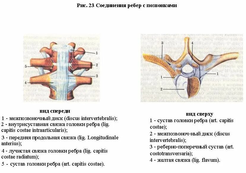 Связка головки. Соединения ребер с позвонками вид спереди. Соединения ребер с позвонками виды соединений. Соединение ребер с позвонками. Сустав головки ребра анатомия.