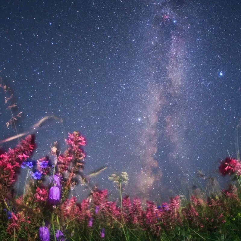 Млечный цветок. Цветы космос. цветы ночью. ночь цветы звезды. звездный цветок.