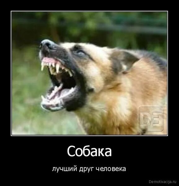 Верный друг человек. Собака друг человека. Самый лучший друг человека. Собака не друг человека. Афоризм про собаку и человека.