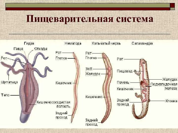 Направления эволюции пищеварительной. Эволюция систем органов животных пищеварительная система. Эволюция пищеварительной системы животных. Строение пищеварительной системы животных таблица. Эволюция пищеварительной системы схема.